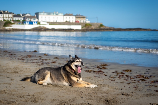 Hund am Strand von Kilkee